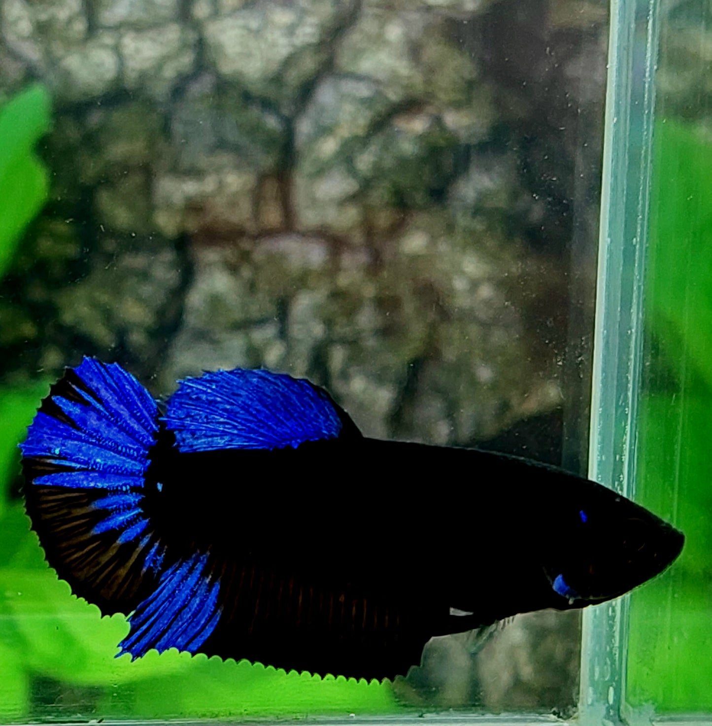 Blue Black Light HMPK Female For Sorority Tank/Breed