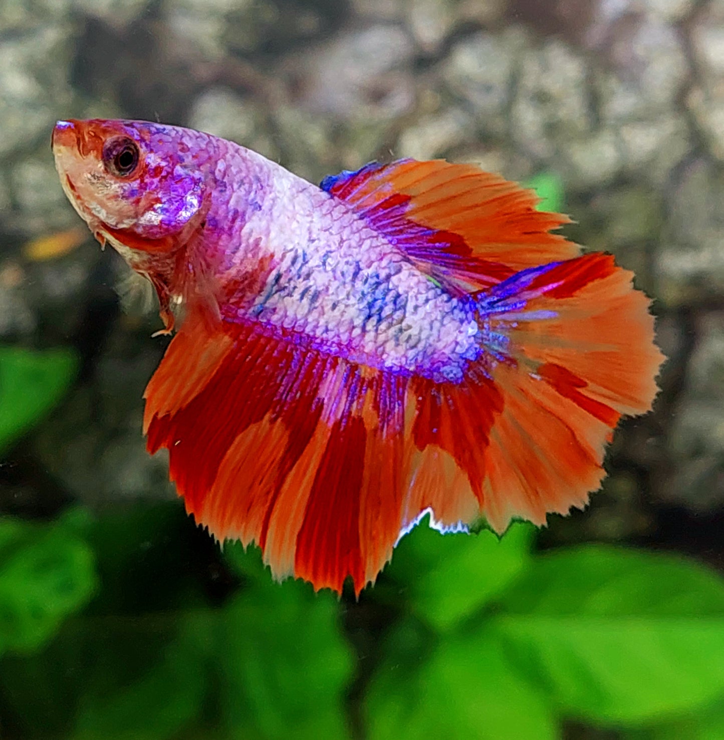 Multicolor Pink Purple Candy Halfmoon Female For Sorority Tank/Breed