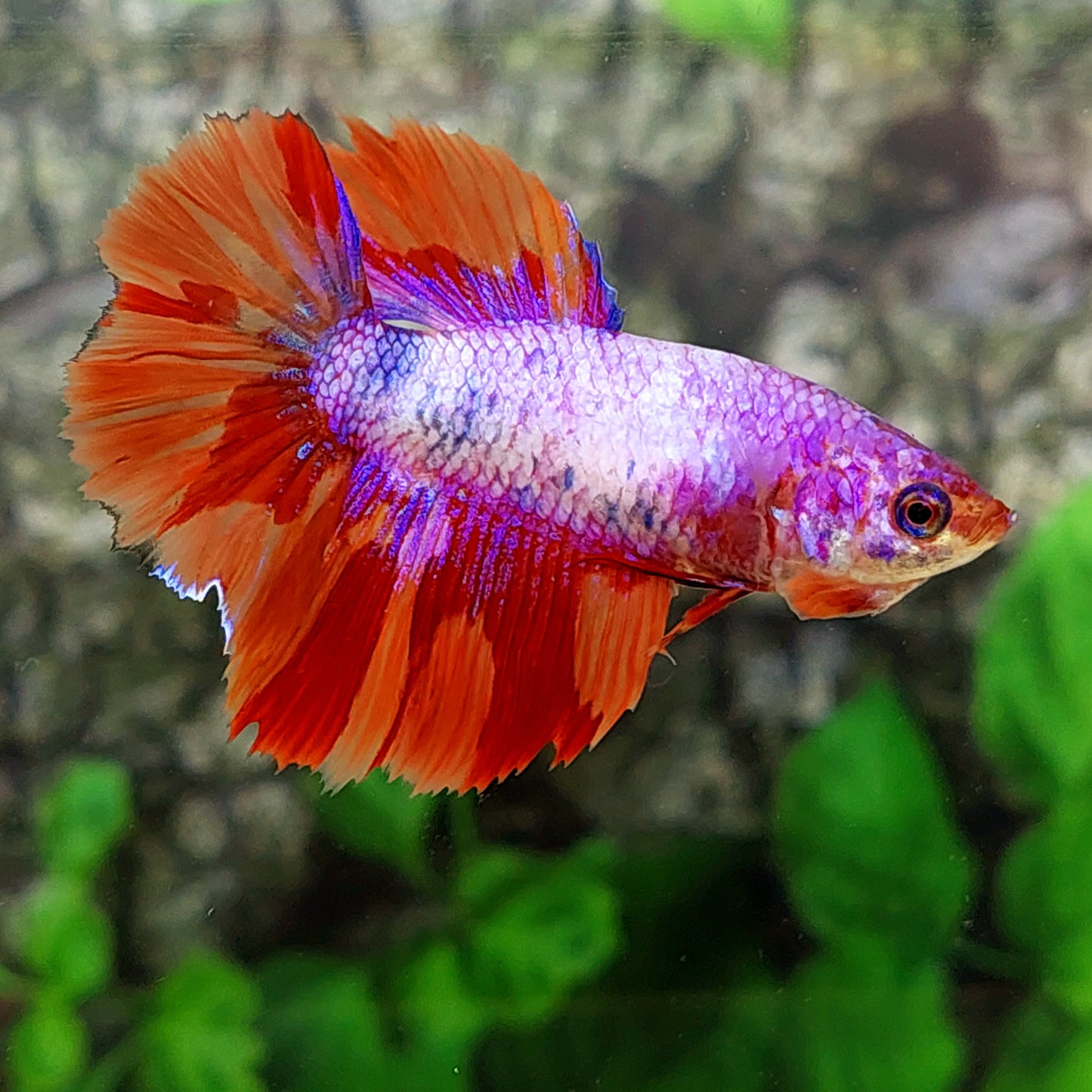 Multicolor Pink Purple Candy Halfmoon Female For Sorority Tank/Breed