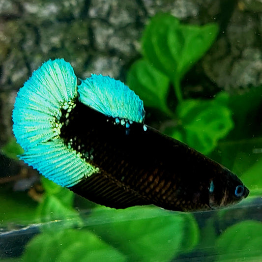 Turquoise Black Light HMPK Female For Sorority Tank/Breed