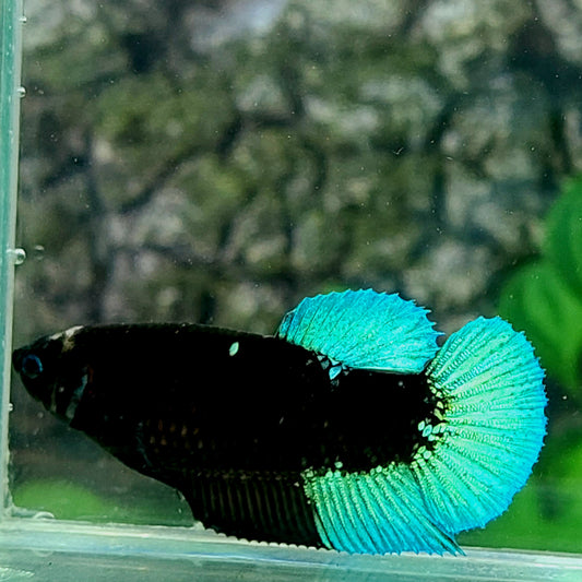 Turquoise Black Light HMPK Female For Sorority Tank/Breed