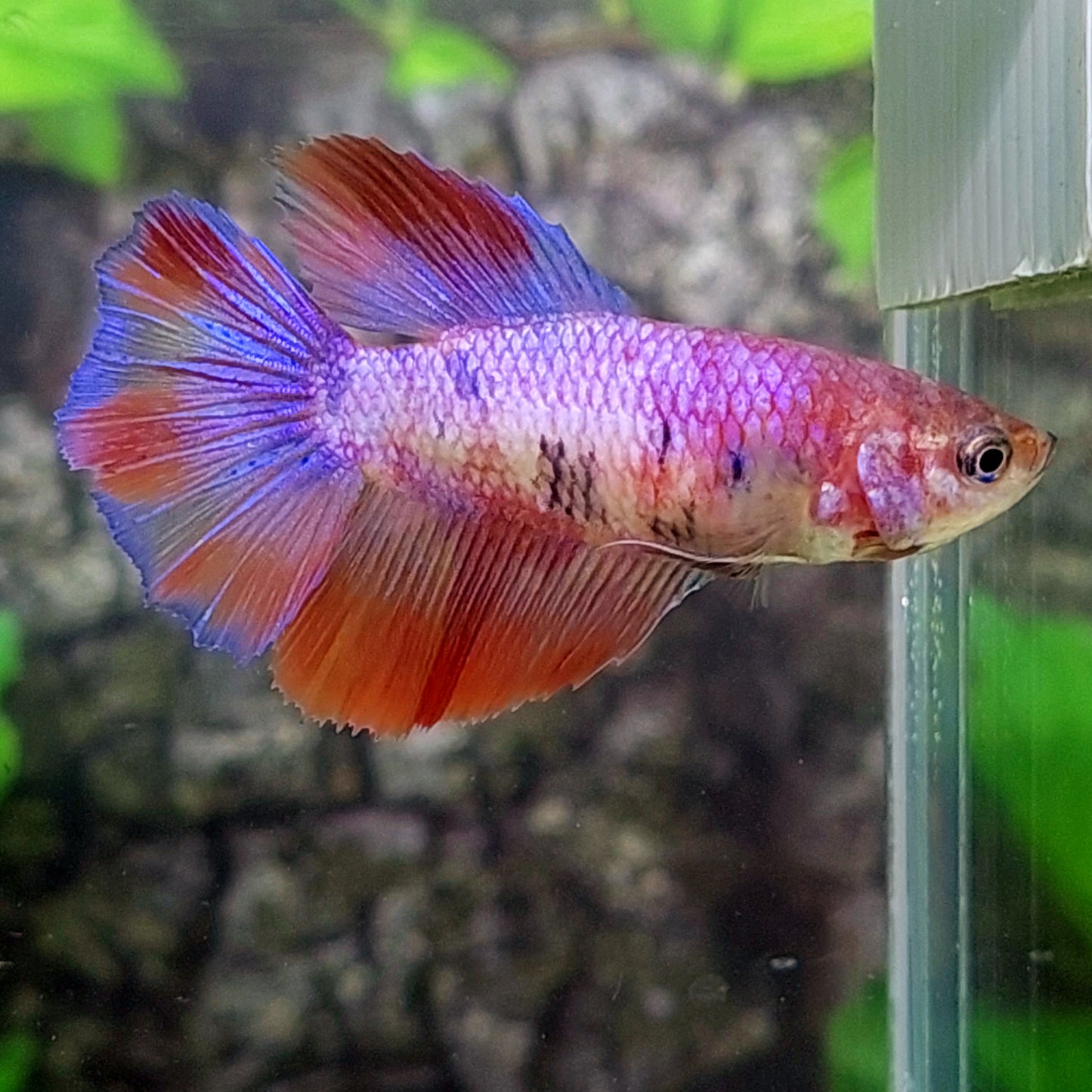 Multicolor Pink Purple Candy Halfmoon Female For Sorority Tank/Breed