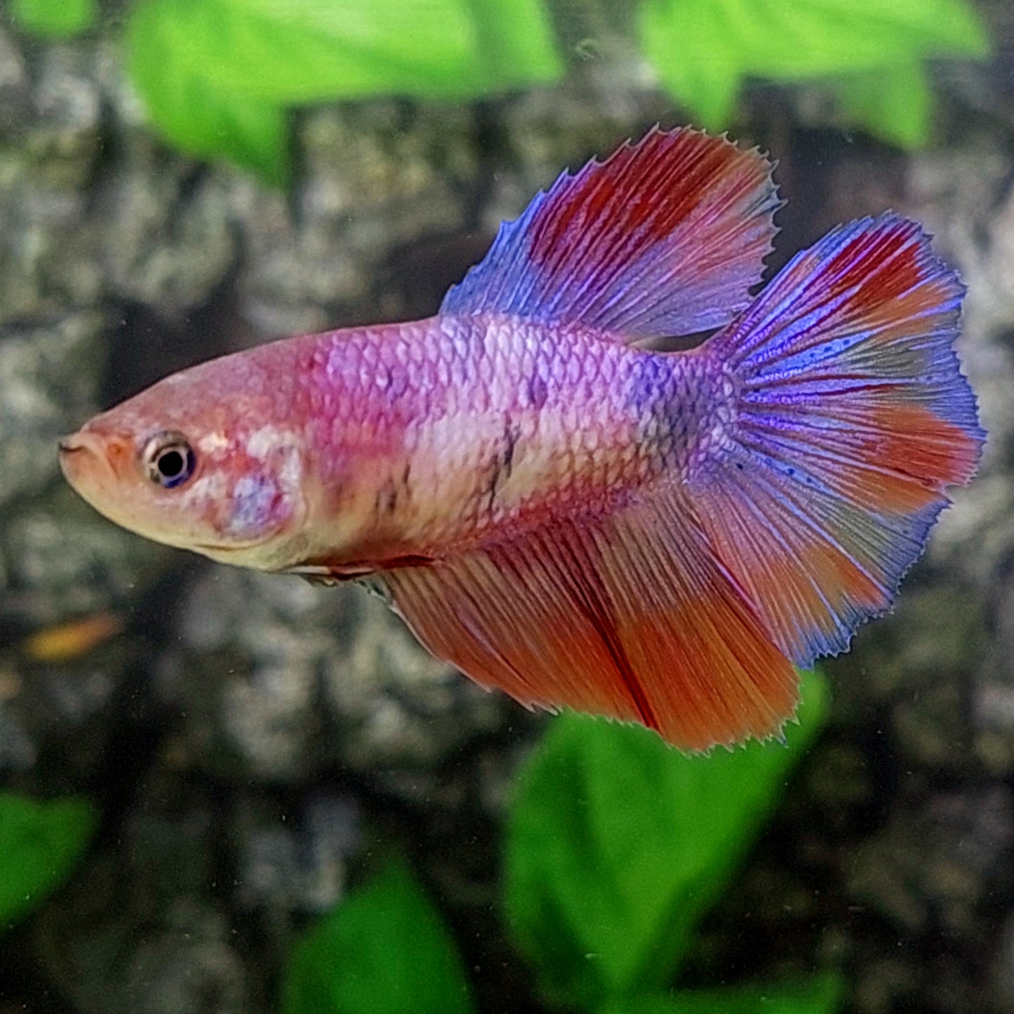 Multicolor Pink Purple Candy Halfmoon Female For Sorority Tank/Breed