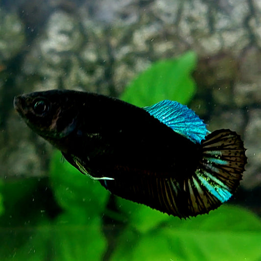 Turquoise Black Light HMPK Female For Sorority Tank/Breed