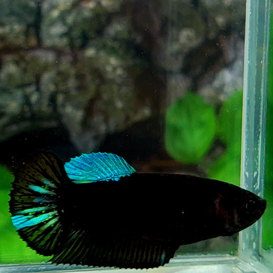 Turquoise Black Light HMPK Female For Sorority Tank/Breed