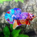 Multicolor Purple Candy HMPK Male