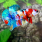 Multicolor Galaxy HMPK Male
