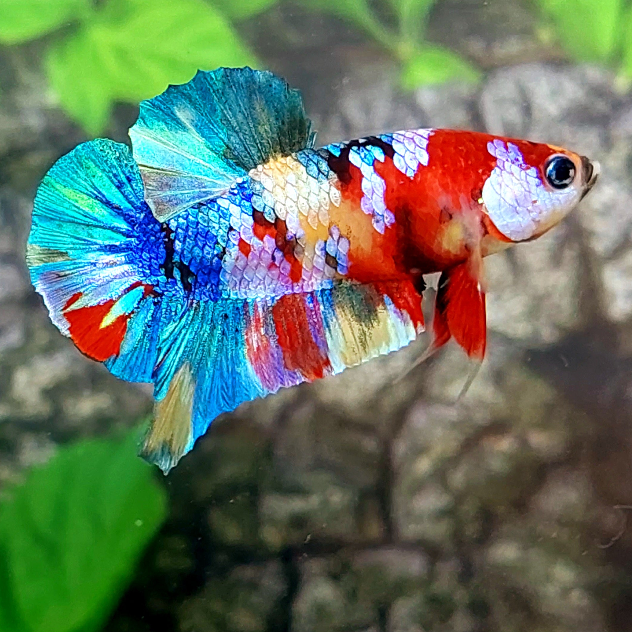Multicolor Galaxy HMPK Male