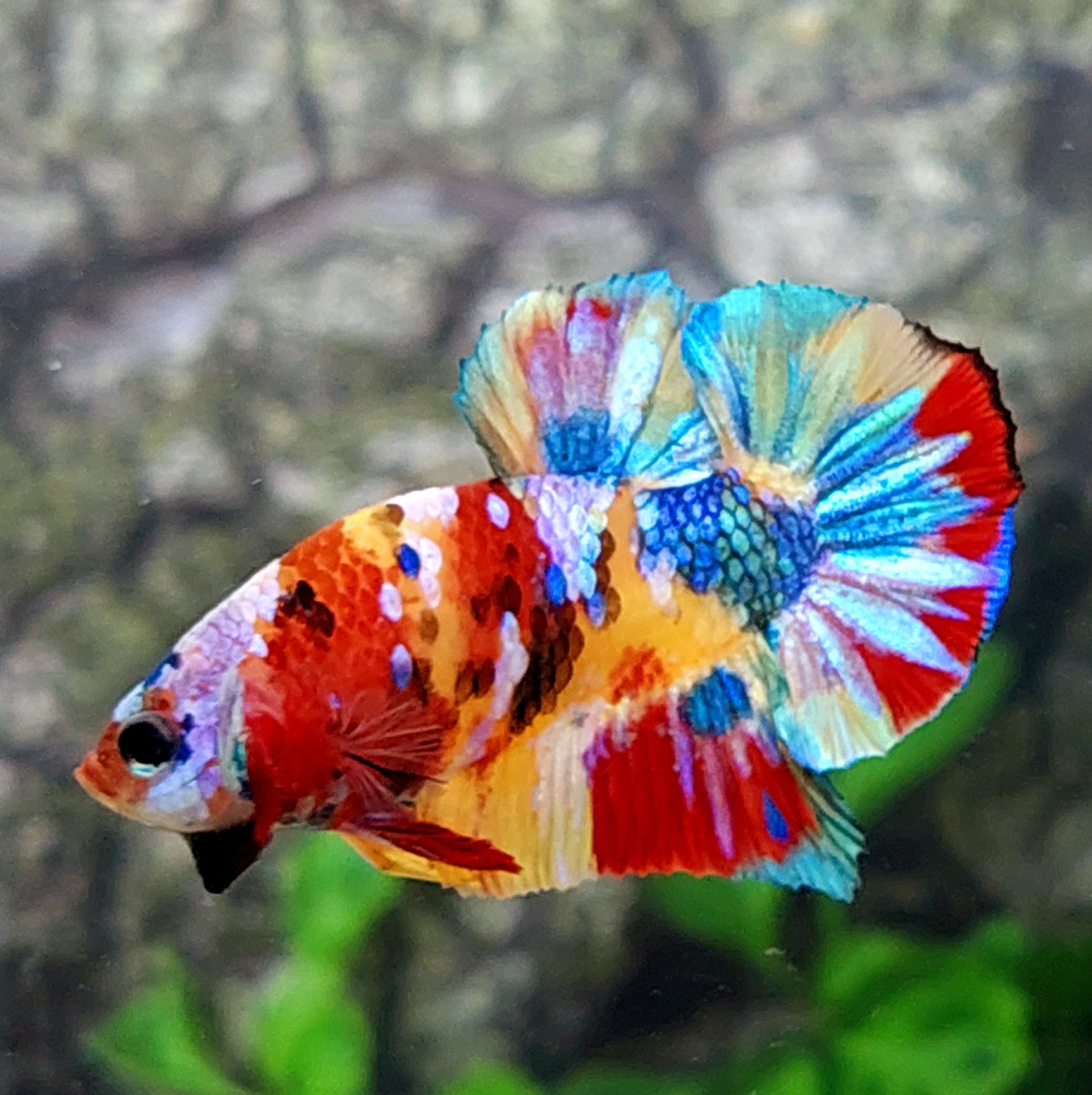 Multicolor Yellowbase Galaxy HMPK Male