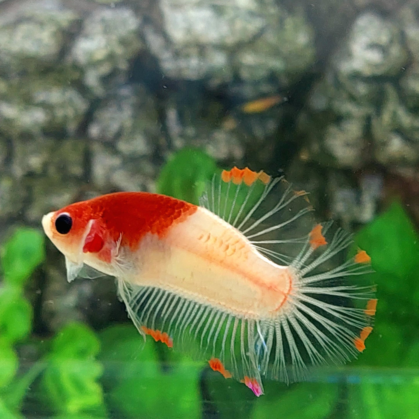 Tancho Koi HMPK Male