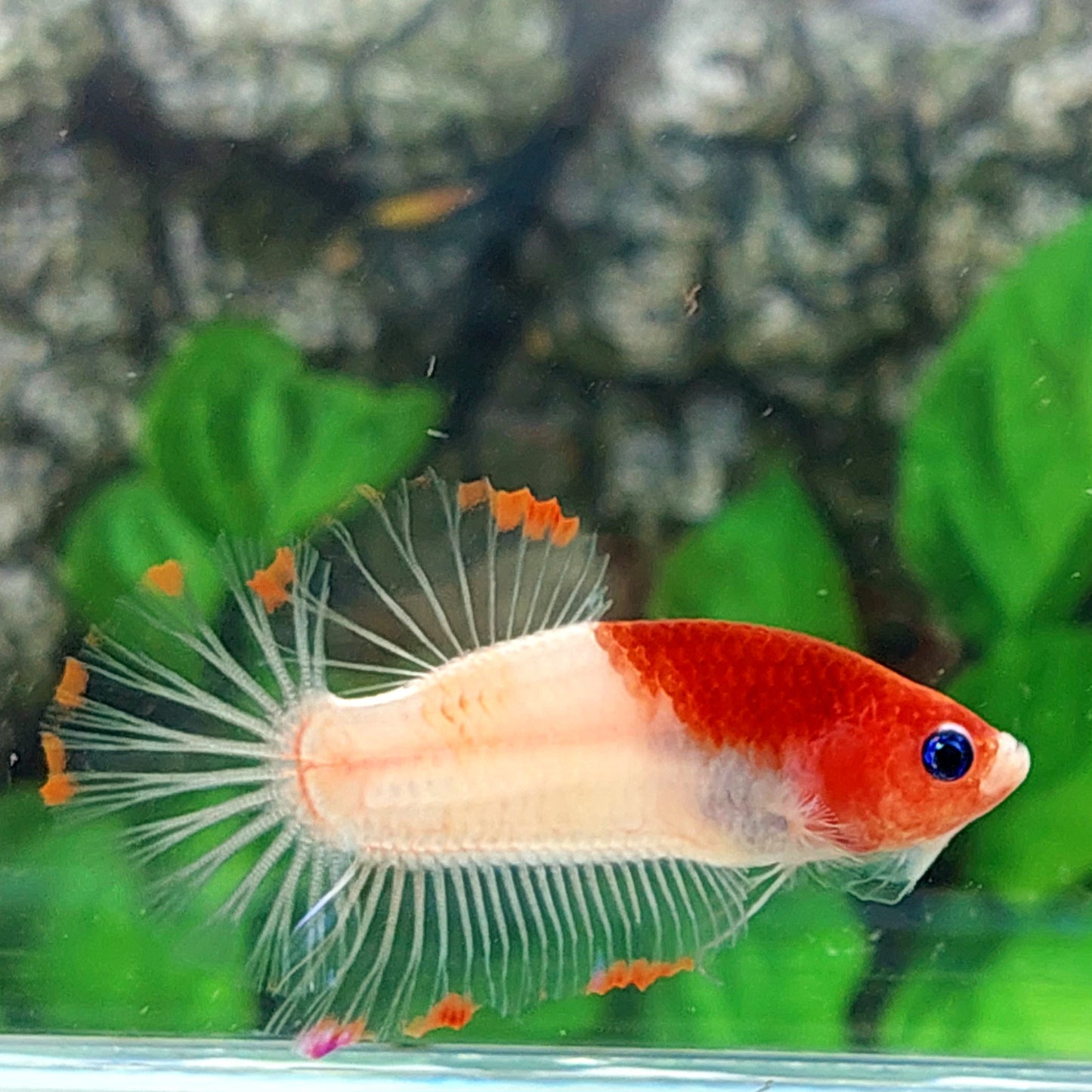 Tancho Koi HMPK Male