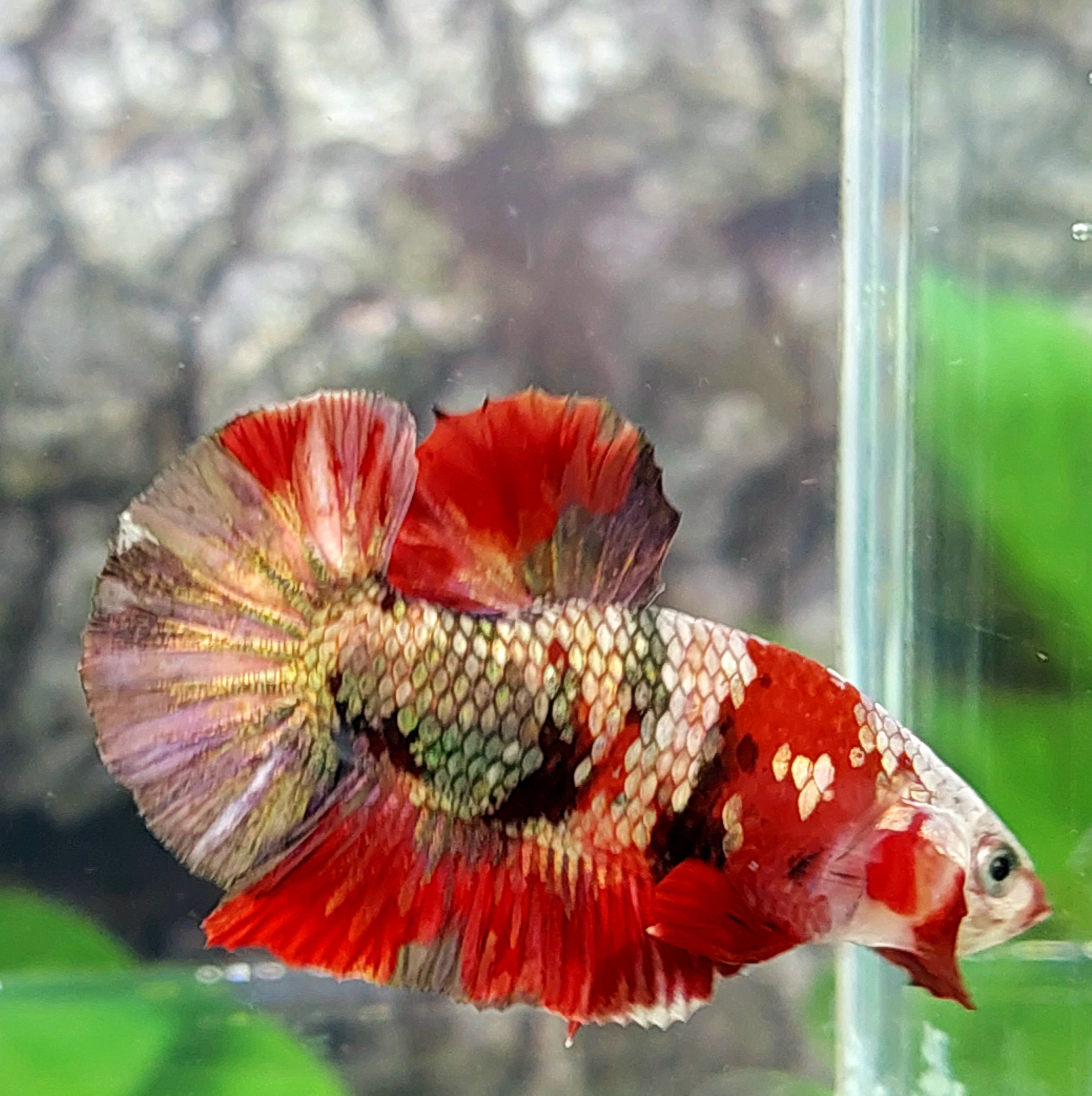 Red Koi Copper Purple Gold HMPK Male