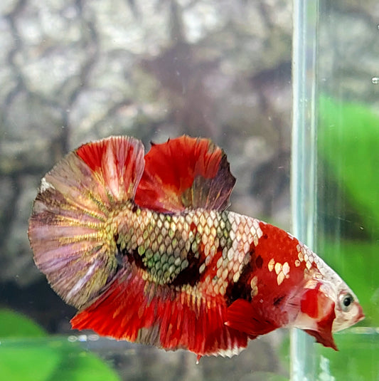 Red Koi Copper Purple Gold HMPK Male