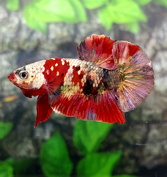 Red Koi Copper Purple Gold HMPK Male