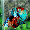Multicolor Galaxy HMPK Male