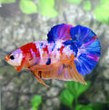 Multicolor Pink Purple Galaxy HMPK Male