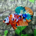 Multicolor Galaxy HMPK Male