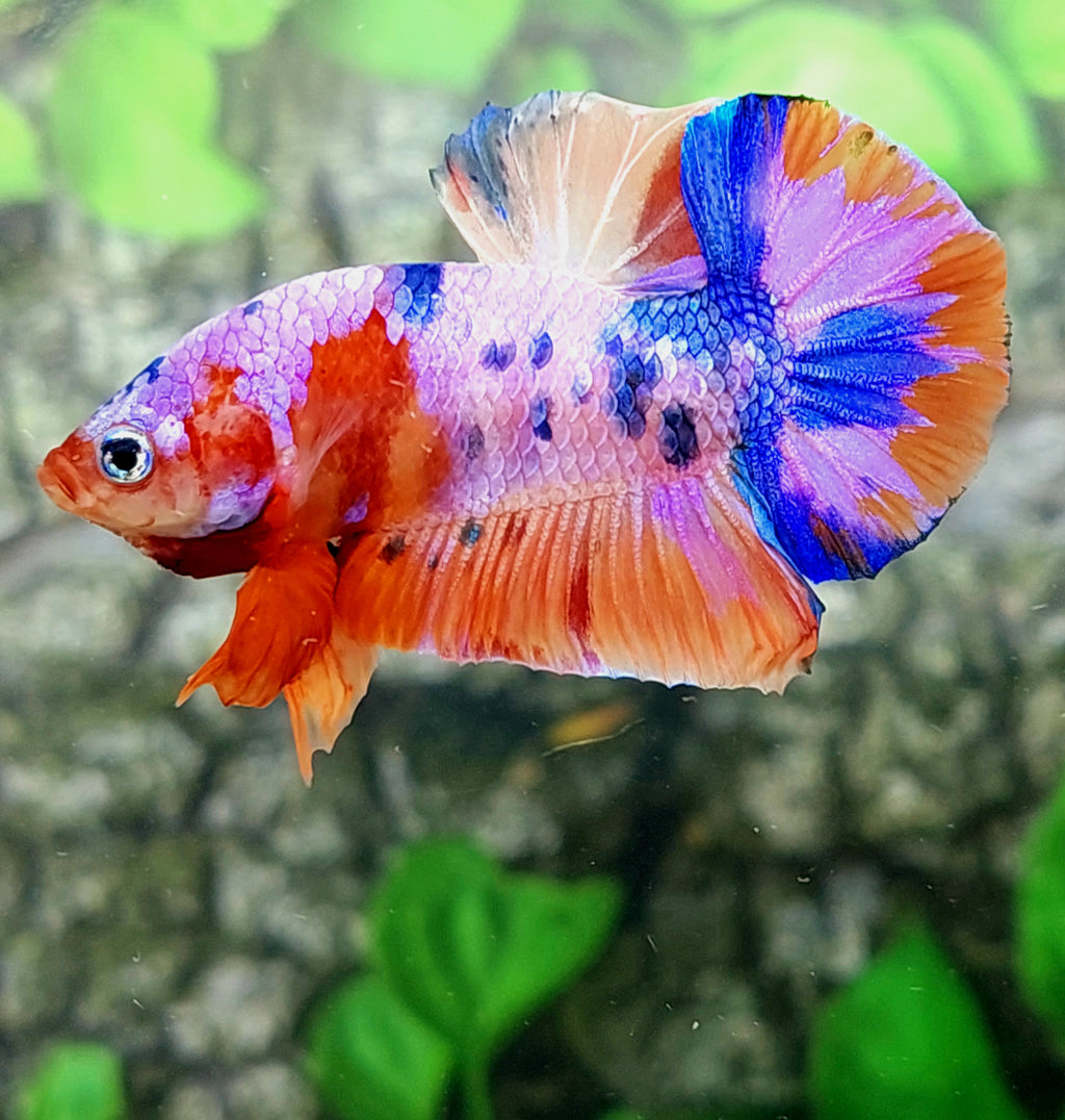 Multicolor Pink Galaxy HMPK Male