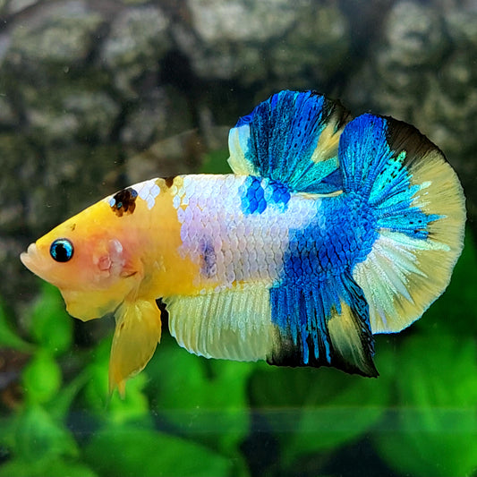 Yellow Blue Koi Galaxy HMPK Male