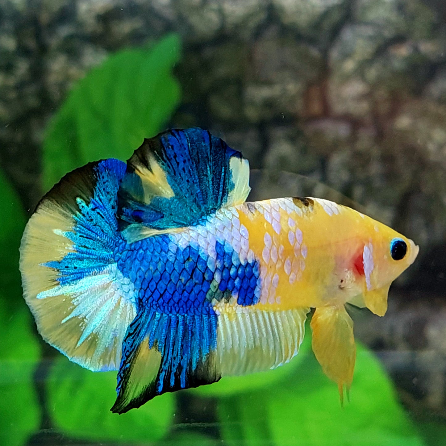 Yellow Blue Koi Galaxy HMPK Male