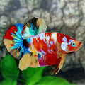 Multicolor Galaxy HMPK Male