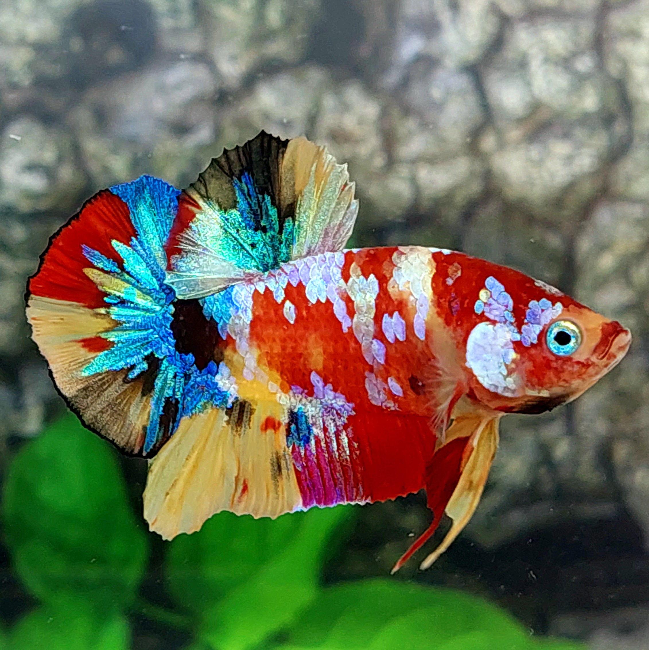 Multicolor Galaxy HMPK Male