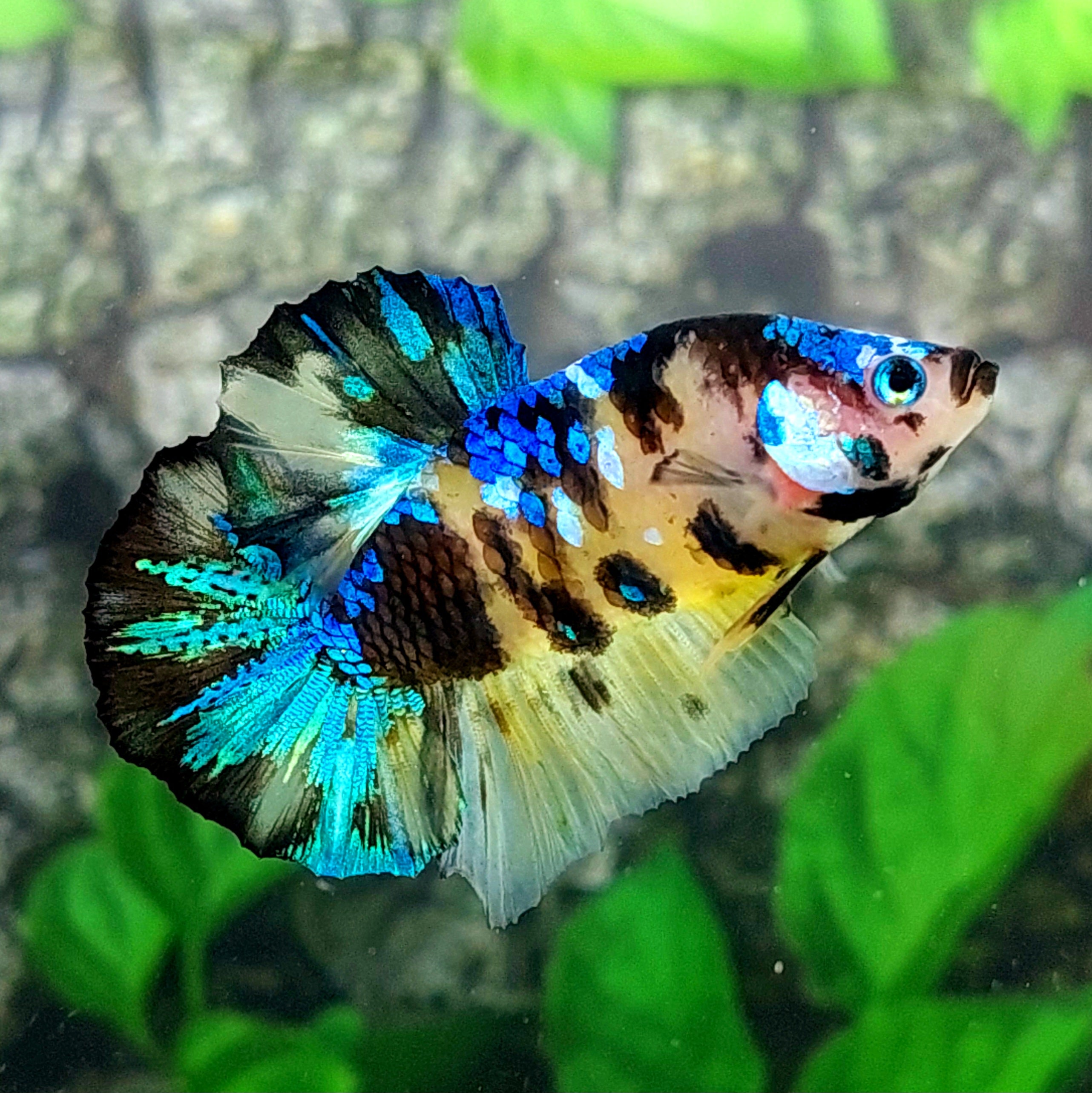Yellow Tiger Koi Galaxy HMPK Male