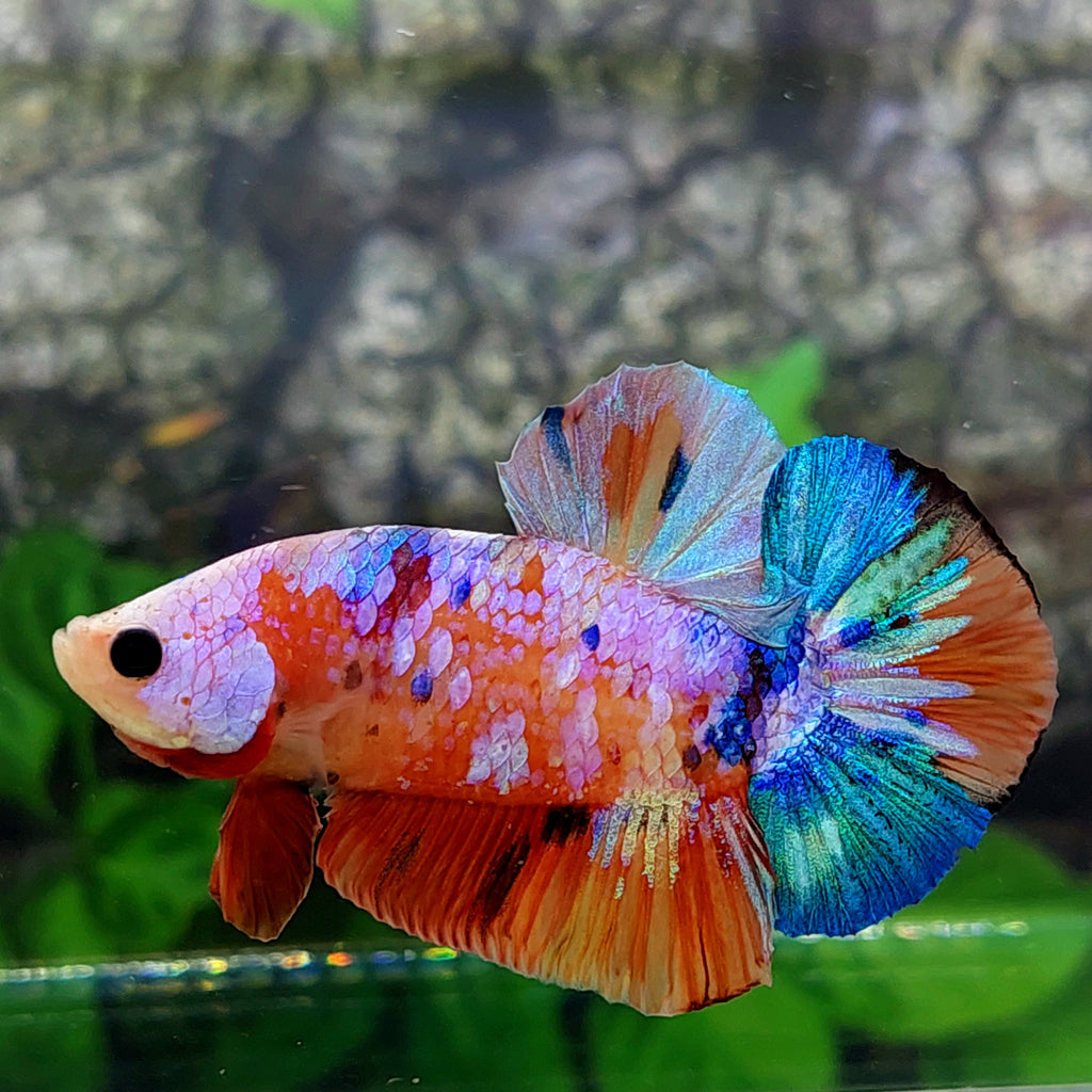 Multicolor Pink Purple Galaxy HMPK Male