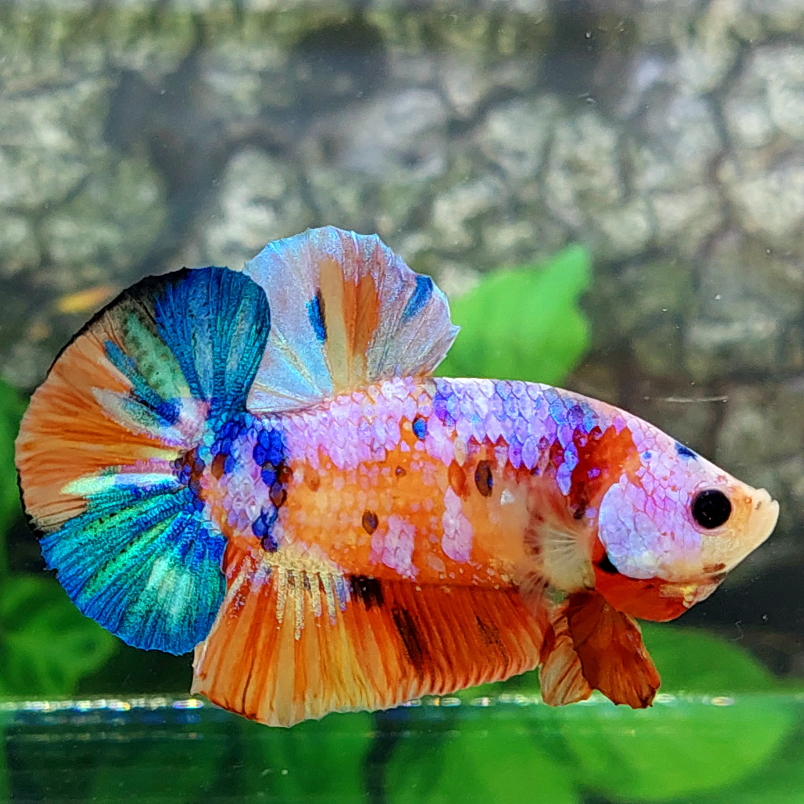 Multicolor Pink Purple Galaxy HMPK Male