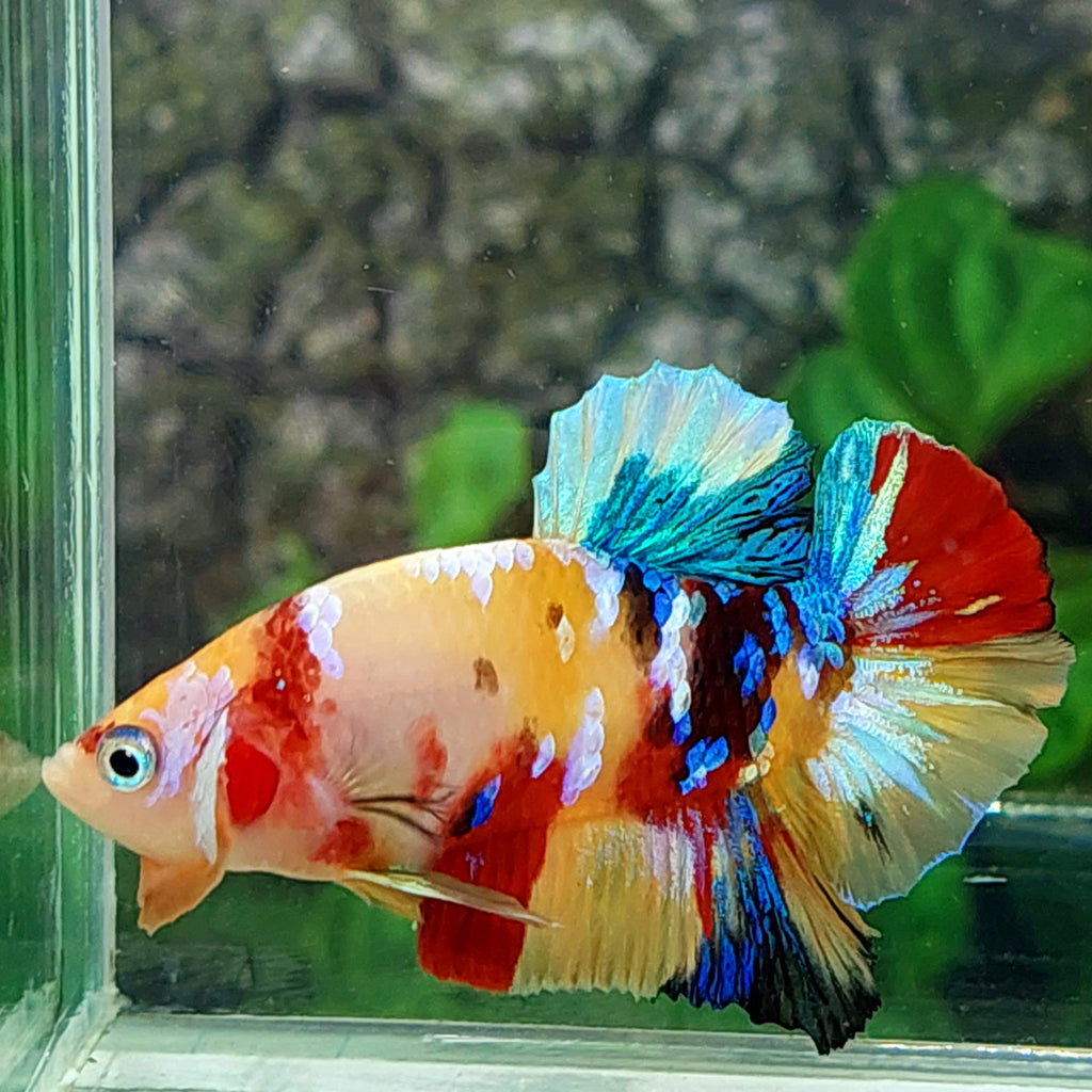Amarillo Cobre Púrpura Galaxia OHMPK Macho