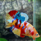 Yellowbase Multicolor Galaxy HMPK Male