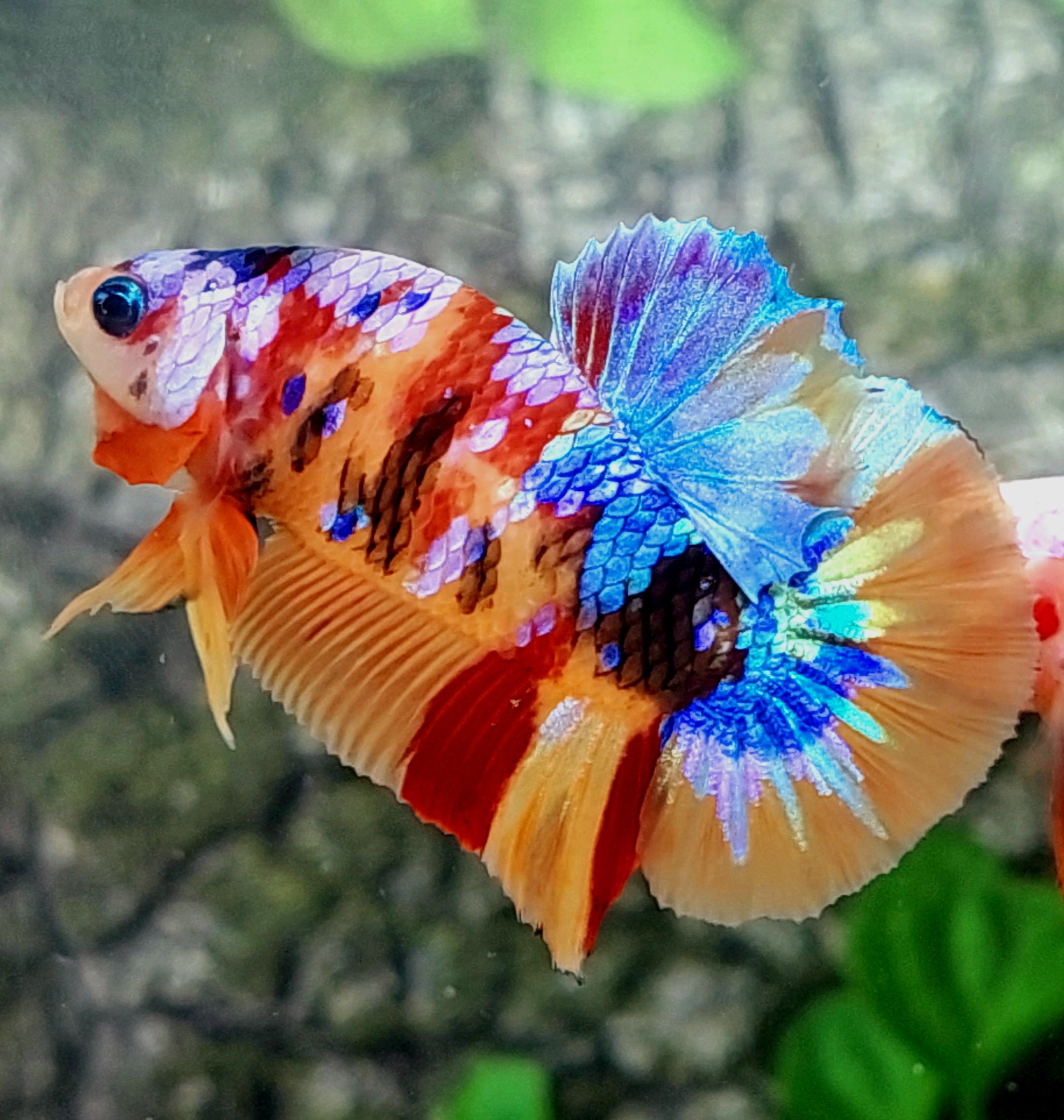 Multicolor Galaxy HMPK Male