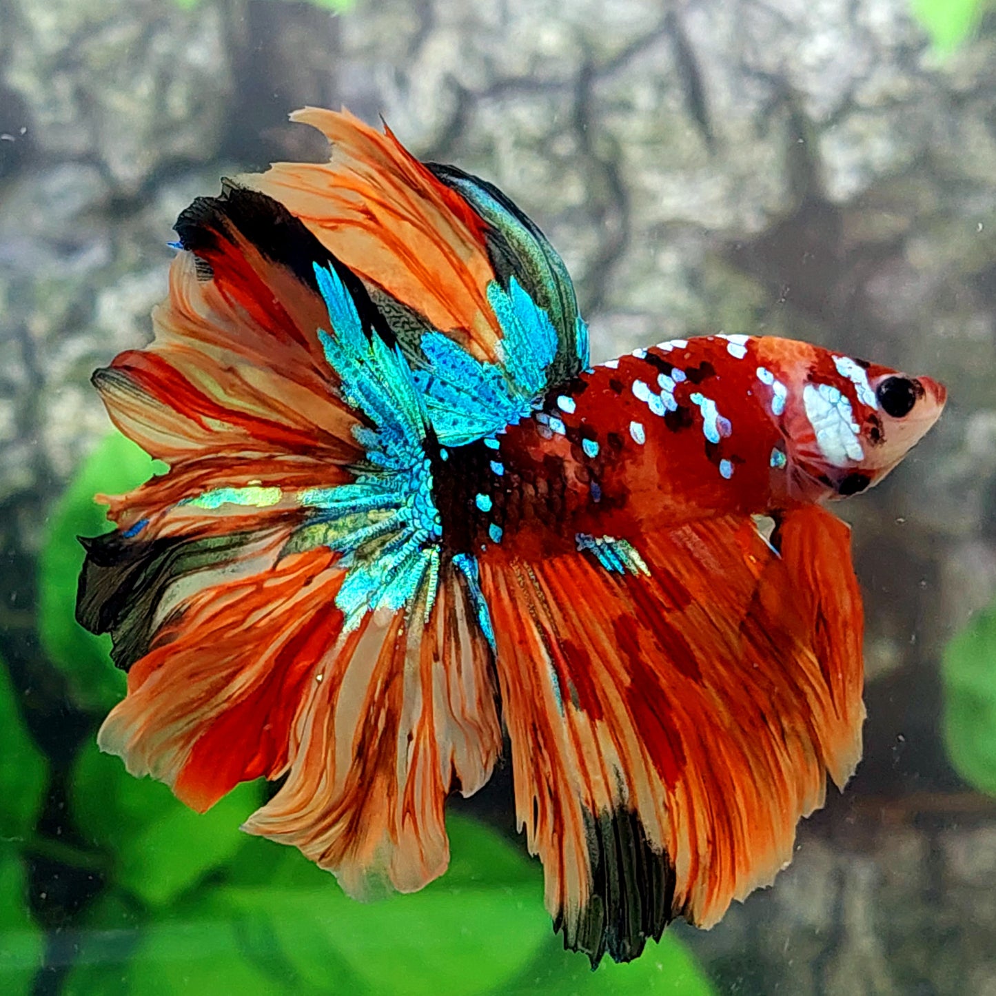 Rosetail Multicolor Candy Galaxy Halfmoon Male