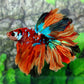 Rosetail Multicolor Candy Galaxy Halfmoon Male
