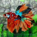 Rosetail Multicolor Candy Galaxy Halfmoon Male