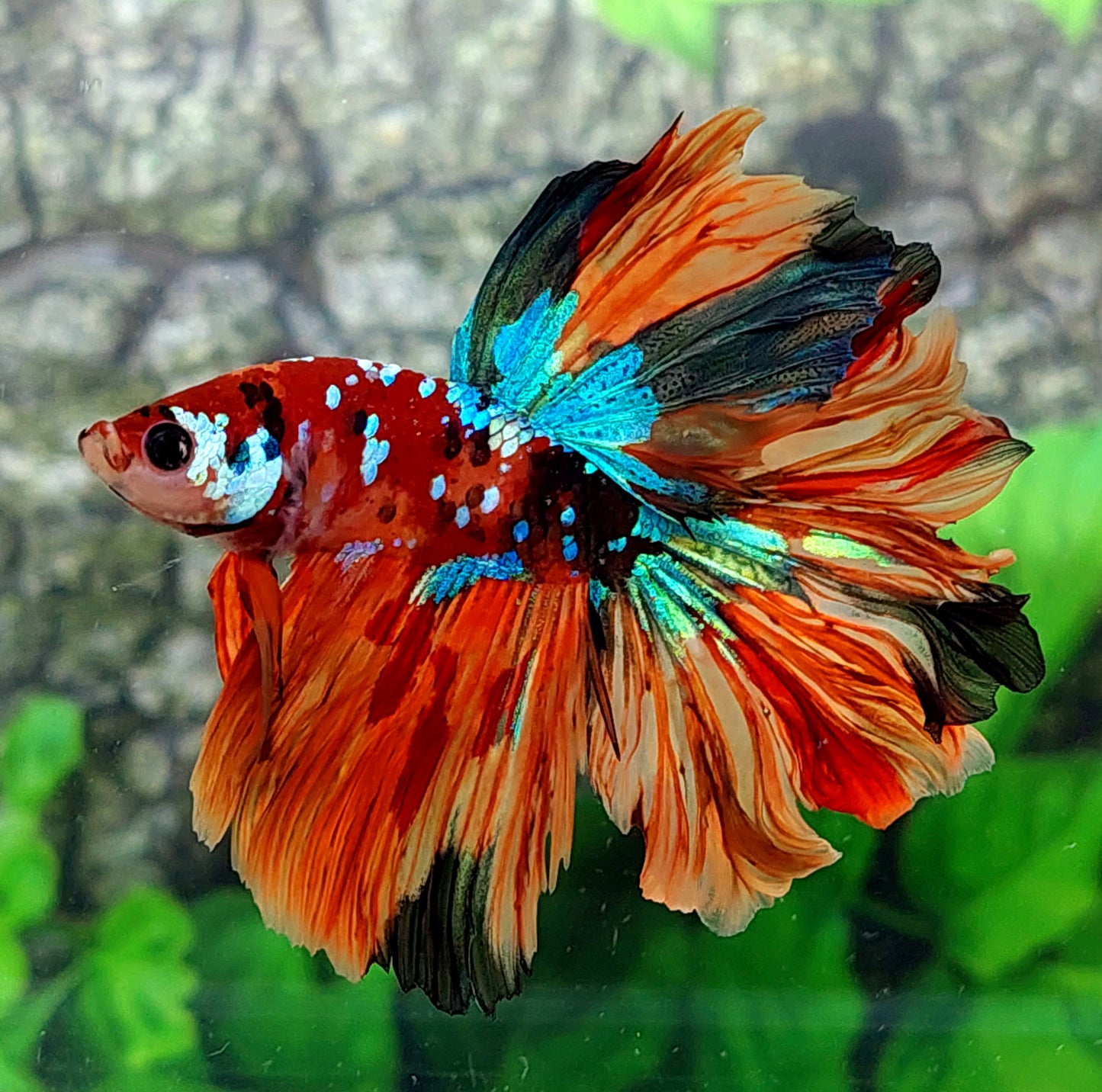 Rosetail Multicolor Candy Galaxy Halfmoon Male