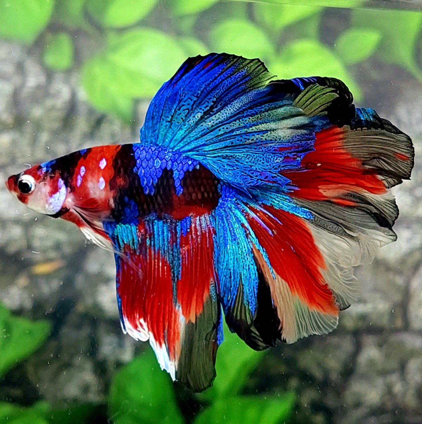 Rosetail Multicolor Red Galaxy Halfmoon Male