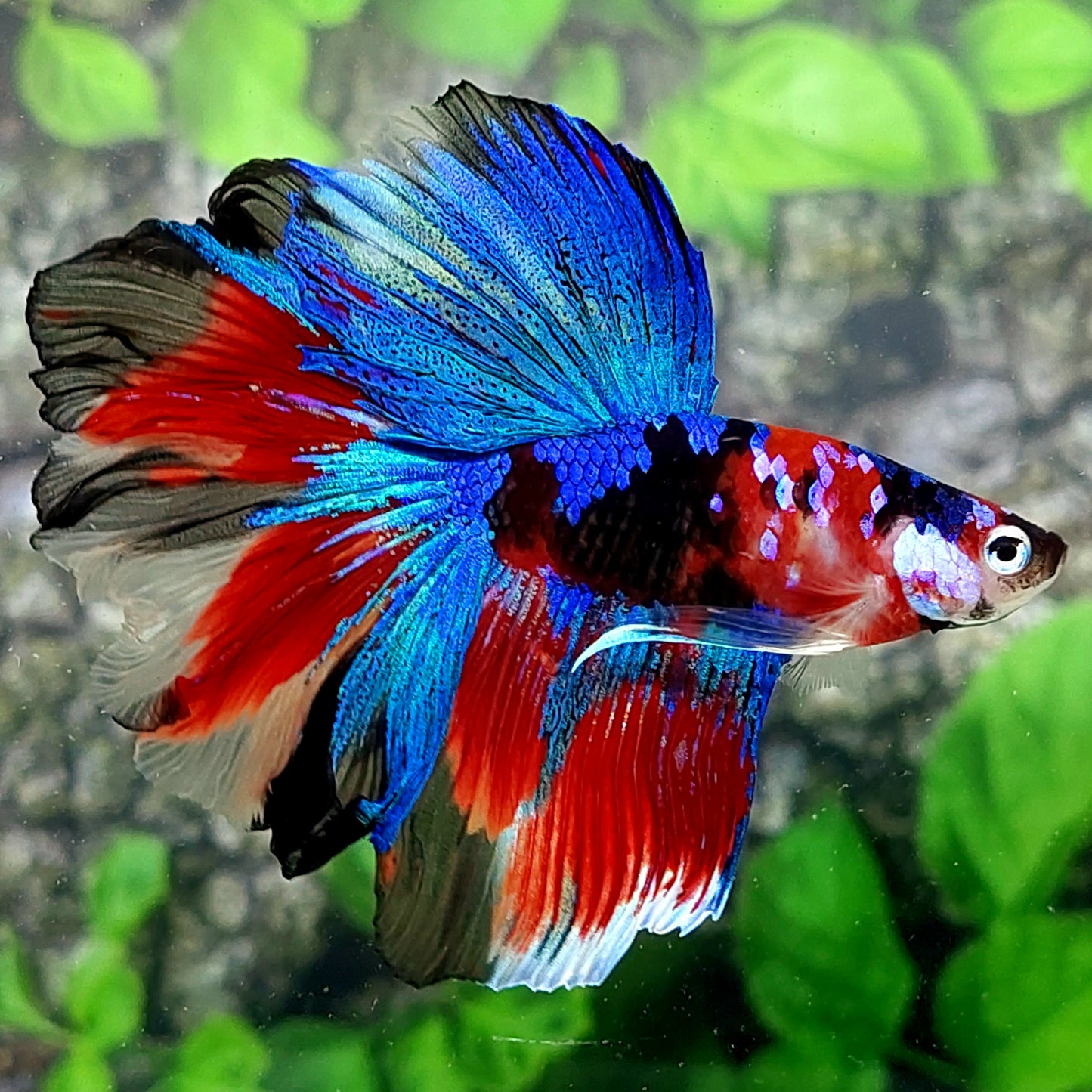 Rosetail Multicolor Red Galaxy Halfmoon Male