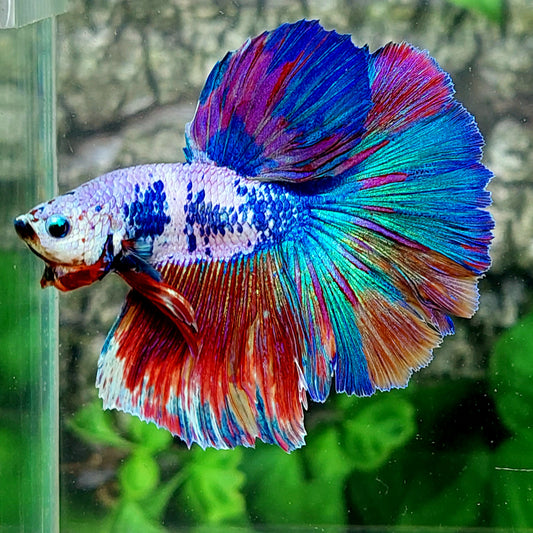 Multicolor Candy Halfmoon Male