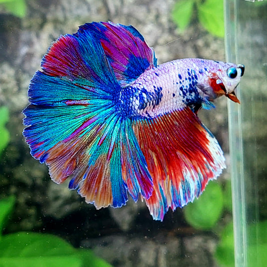 Multicolor Candy Halfmoon Male