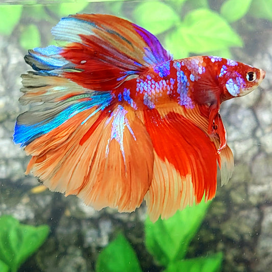 Multicolor Candy Galaxy Halfmoon Male