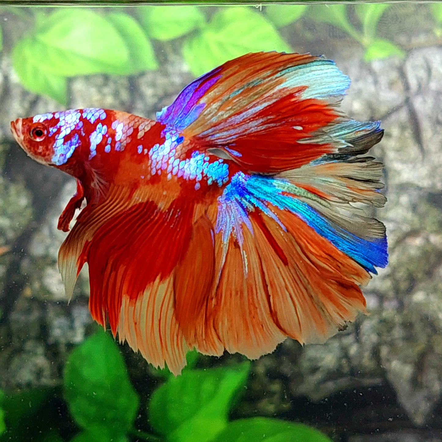 Multicolor Candy Galaxy Halfmoon Male