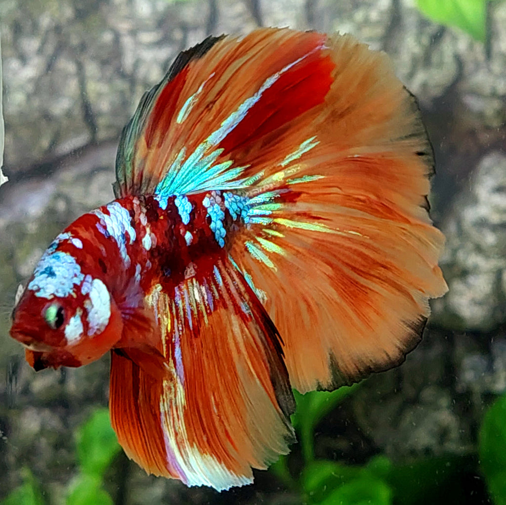 Multicolor Candy Galaxy Halfmoon Male