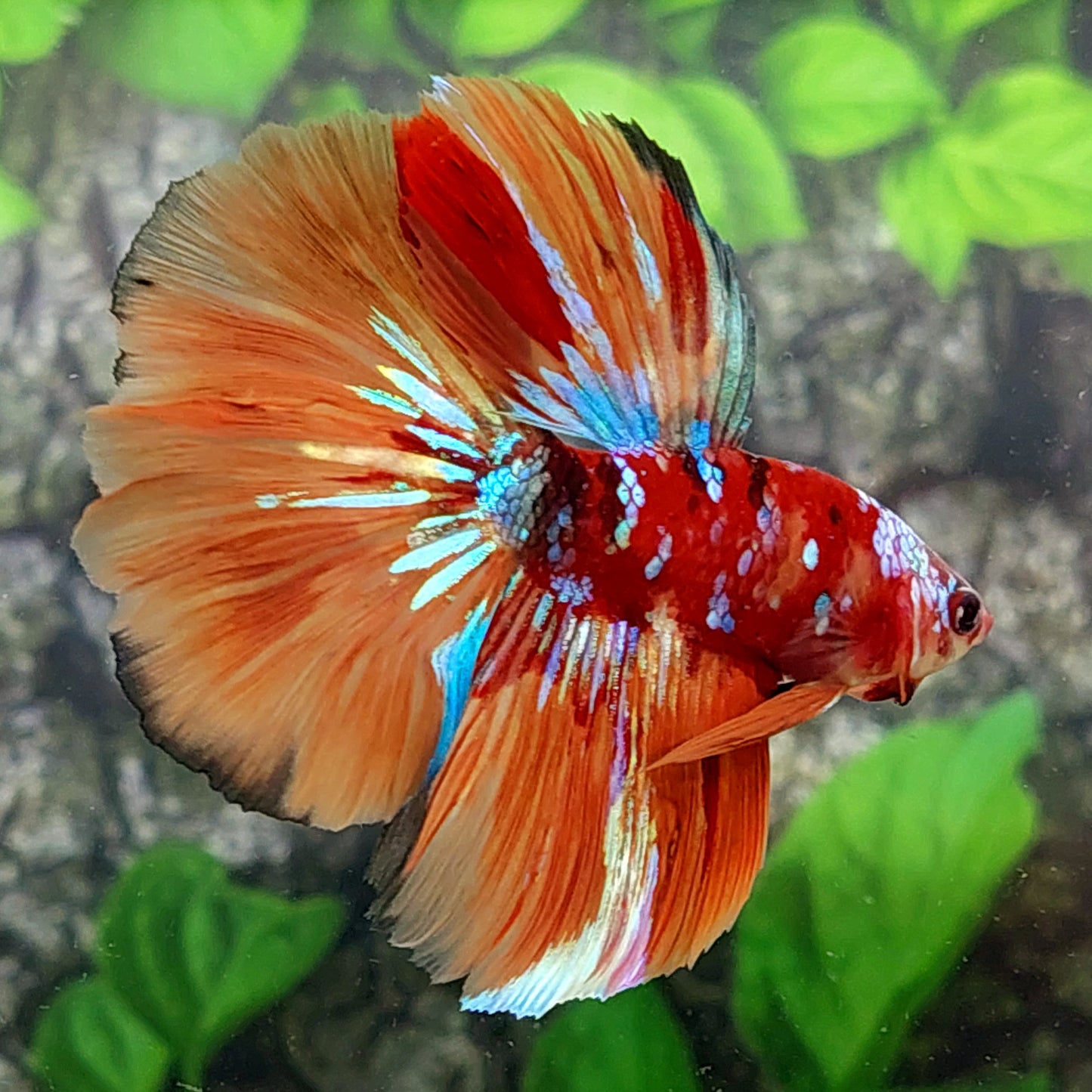 Multicolor Candy Galaxy Halfmoon Male