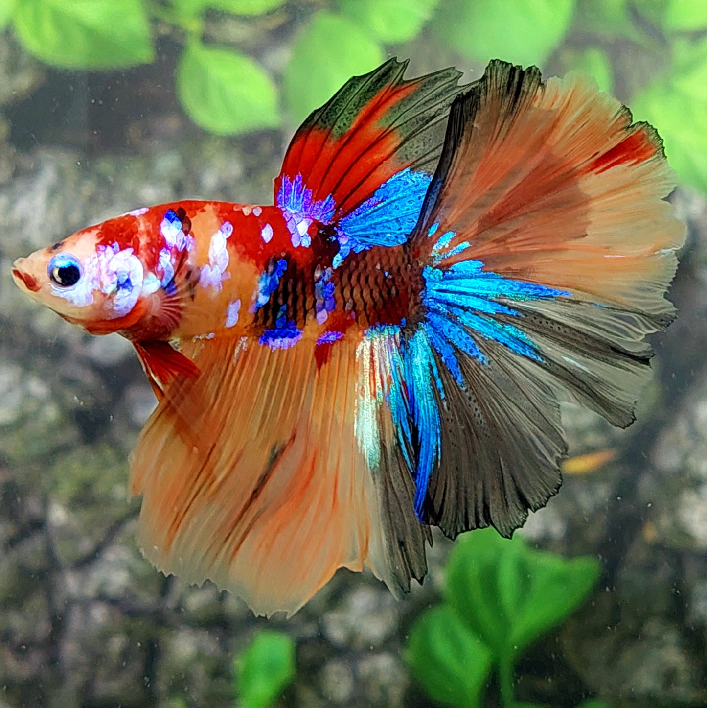 Multicolor Galaxy Halfmoon Male