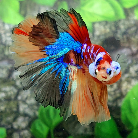 Multicolor Galaxy Halfmoon Male