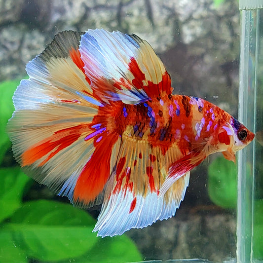 Multicolor Candy Galaxy Halfmoon Male