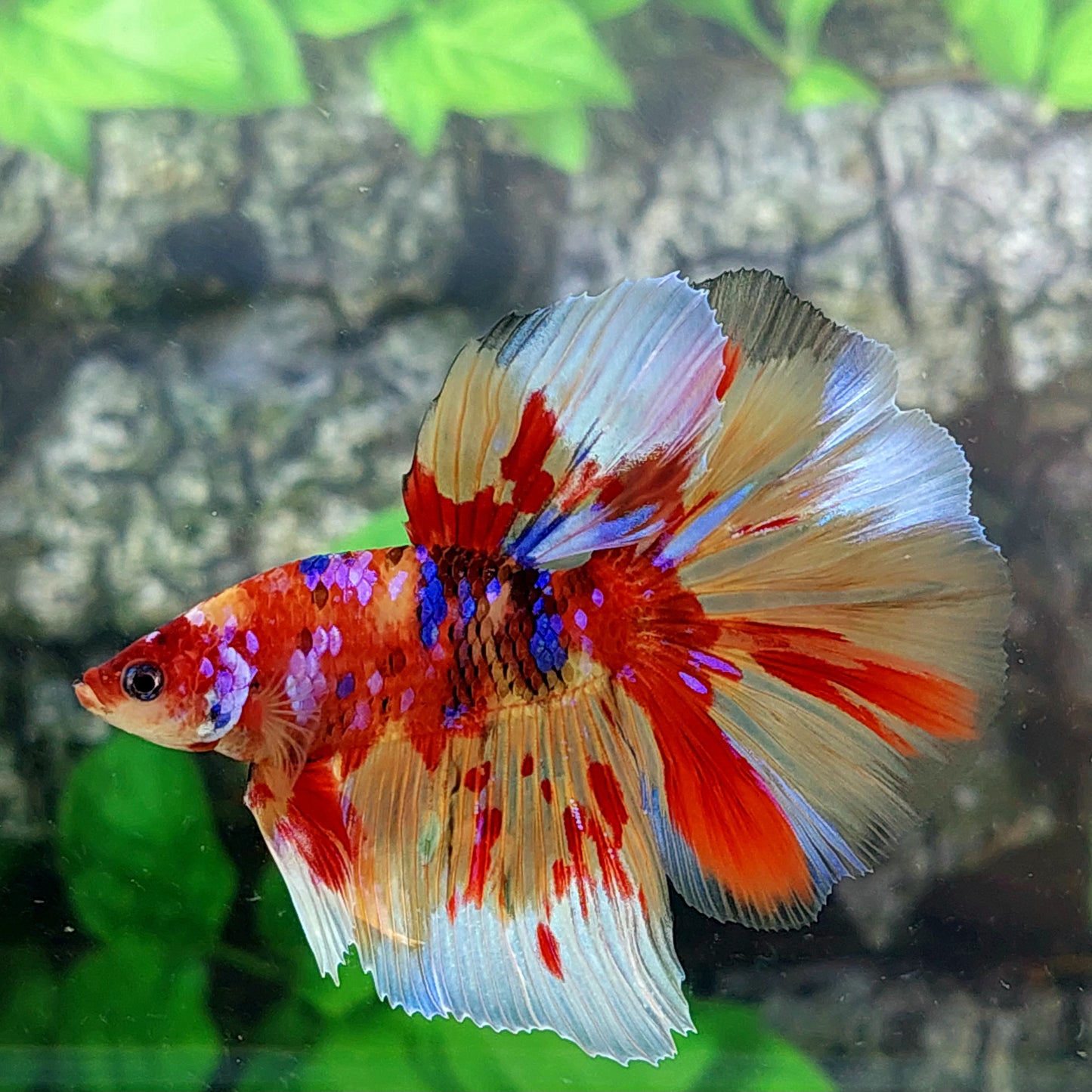 Multicolor Candy Galaxy Halfmoon Male