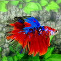 Multicolor Red Galaxy Halfmoon Male