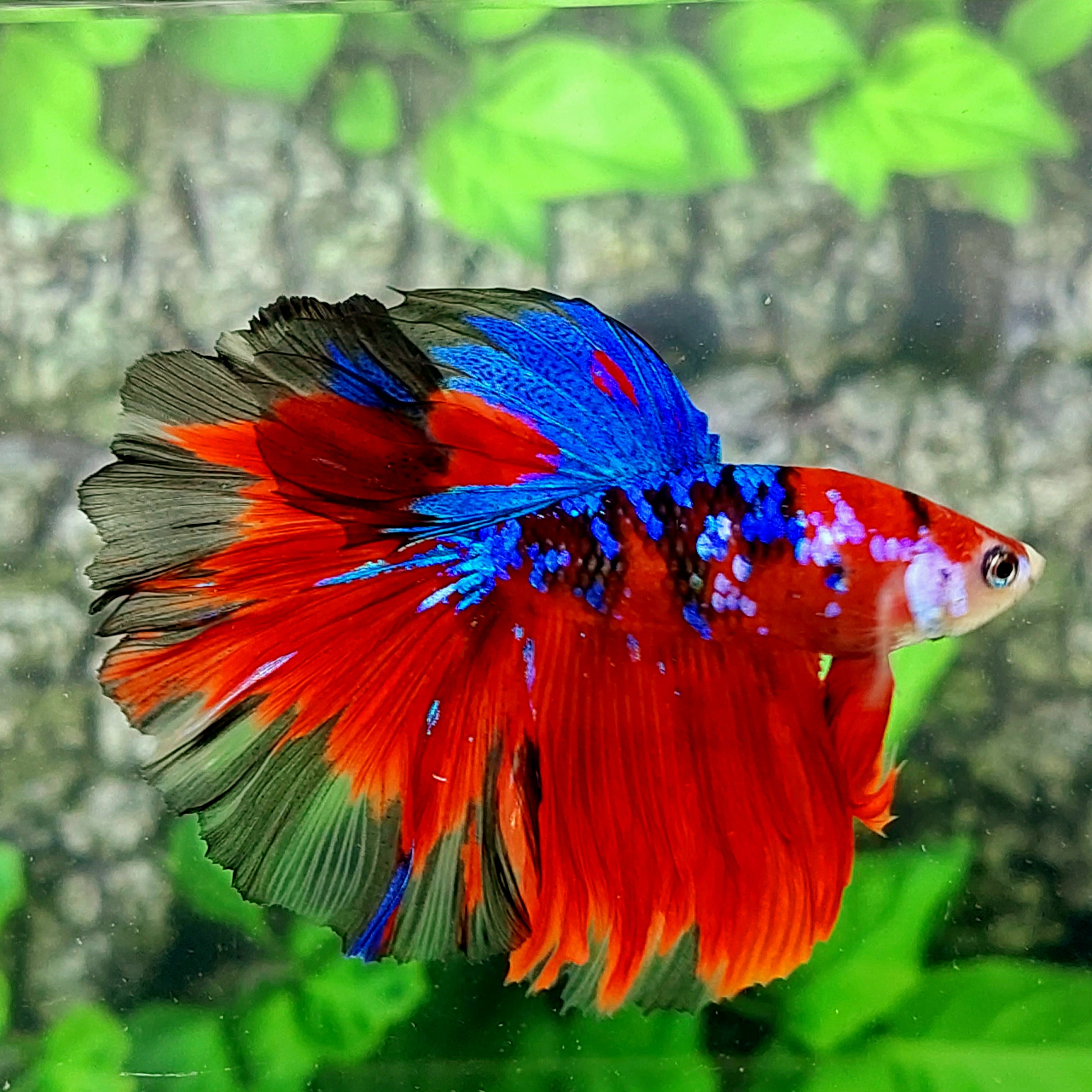 Multicolor Red Galaxy Halfmoon Male
